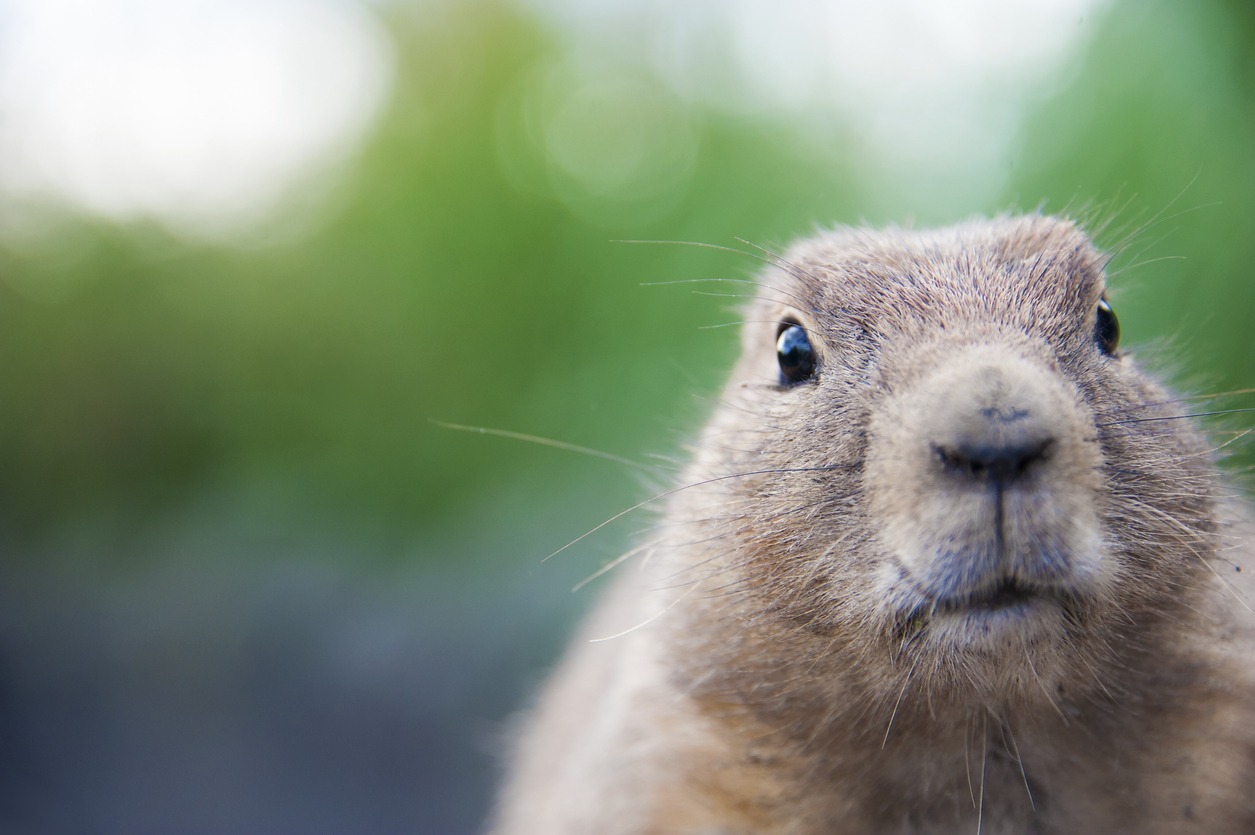 Long Island Groundhog Control | Woodchuck Removal | All Care